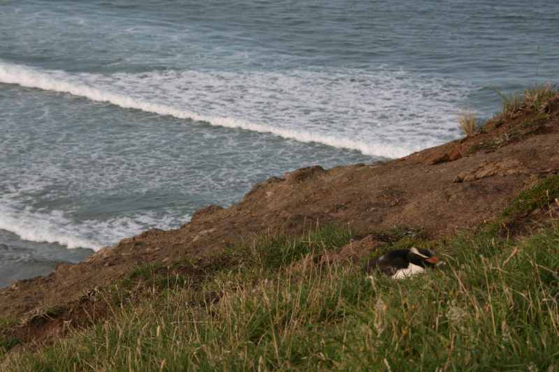 Nieuw-Zeeland 2011 - 1994